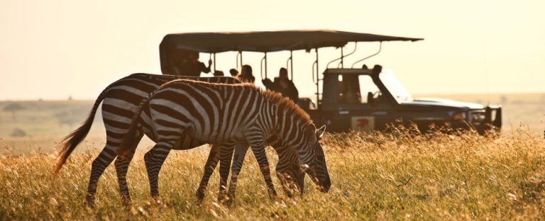 Best Luxury Safari Companies Your Ultimate Guide