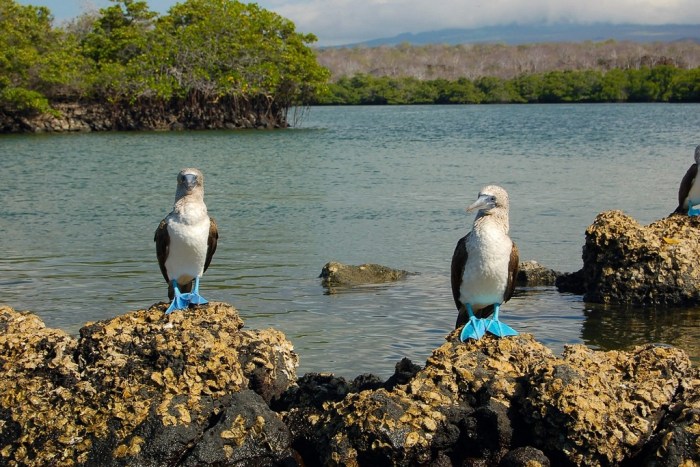 Galapagos ecuador tours Galapagos ecuador tours