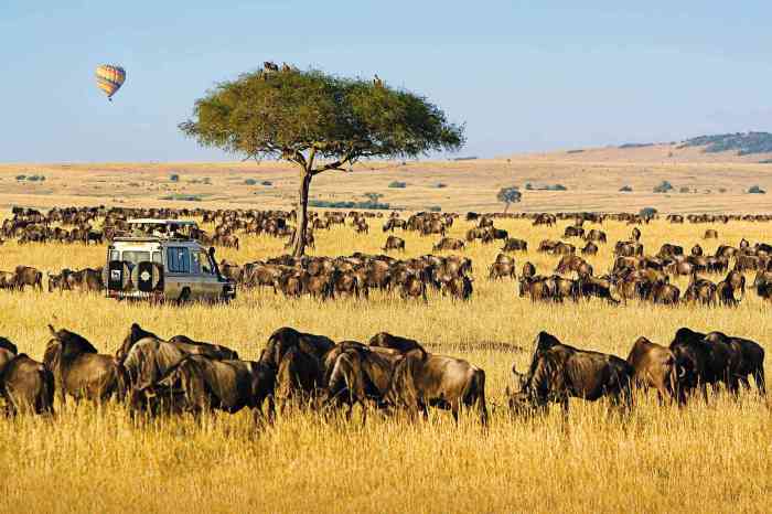 Best luxury safari companies
