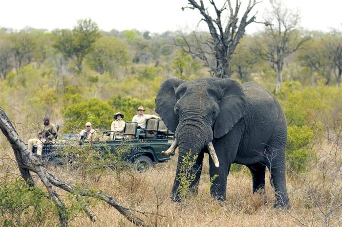Best south african safari companies