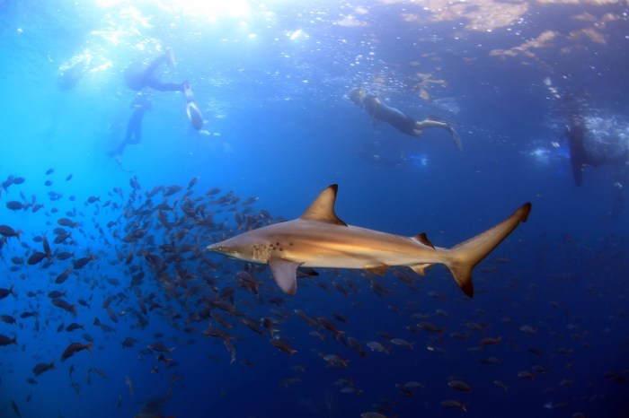 Galapagos travel adventure multi land based sport beaches surfing too great some