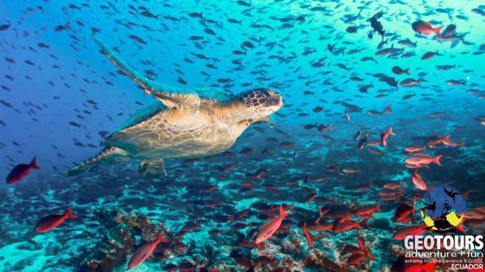 Galapagos local tour operator