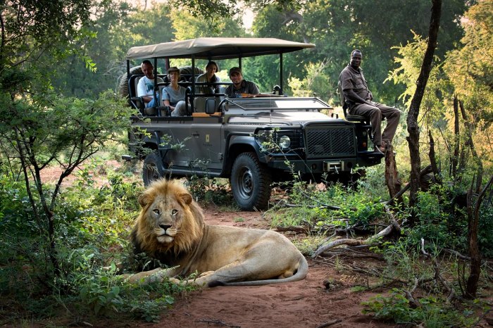Best south african safari companies